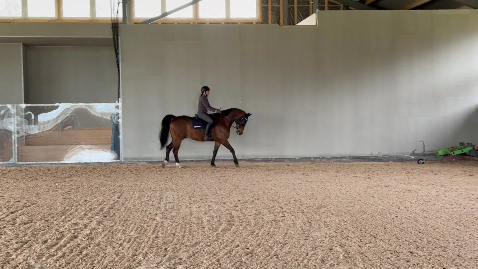 Allround hästar till salu: Lyxig hobbyhäst med stor personlighet  - Video 1