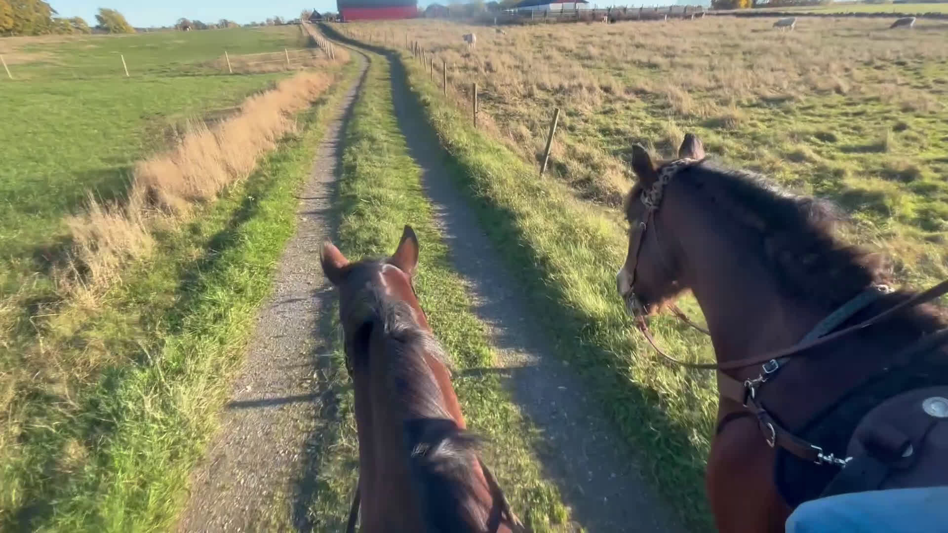 Allround hästar till salu: Schysst valack till allround / hobby - Video 3