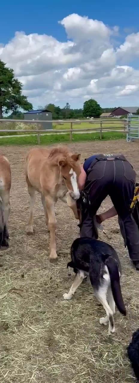 Allround hästar till salu: Blända, en mycket fin 1 åring! i Klintehamn - Video 1