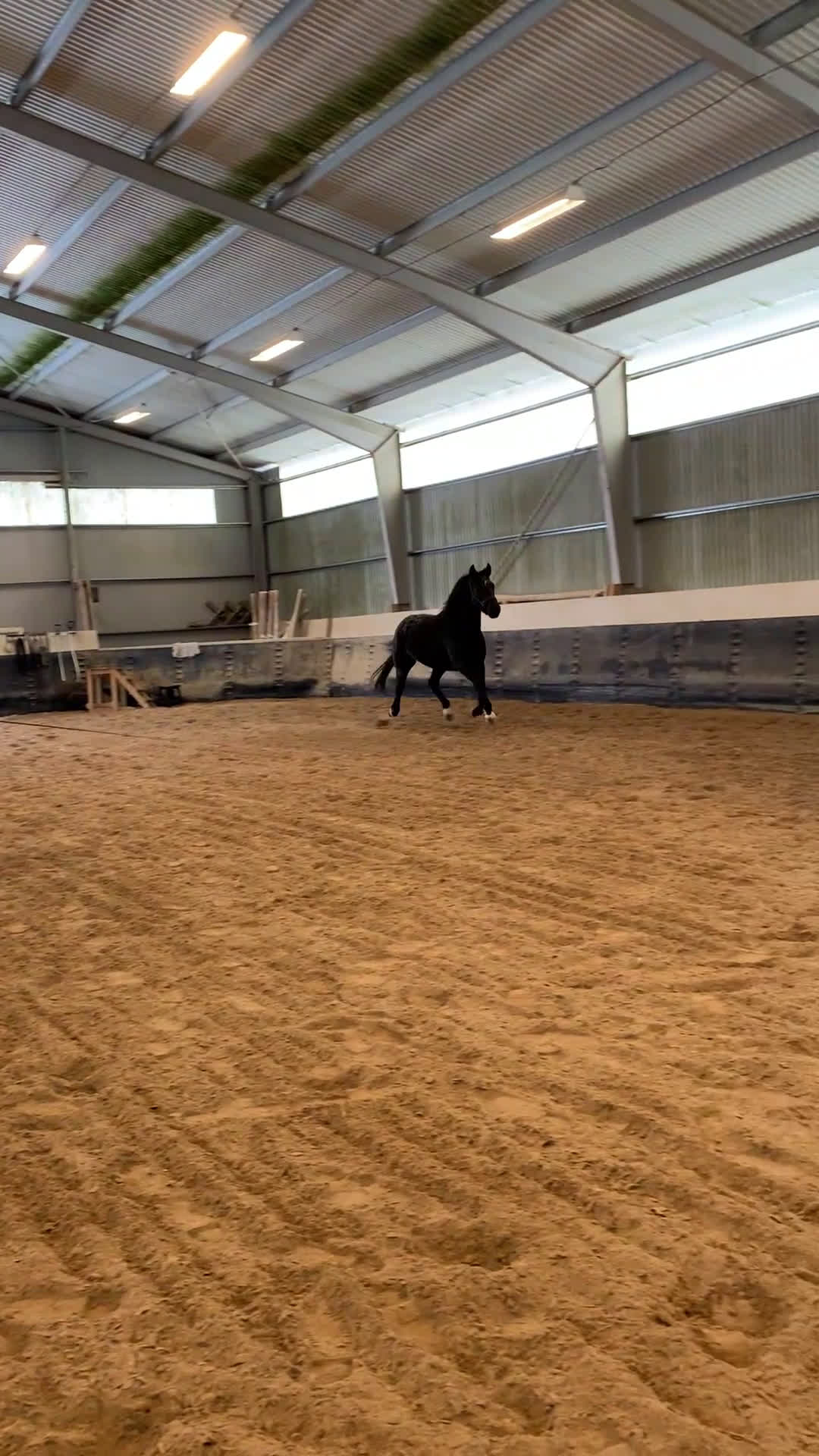 Dressyr hästar till salu: Avel/promenadhäst i Klintehamn - Video 1