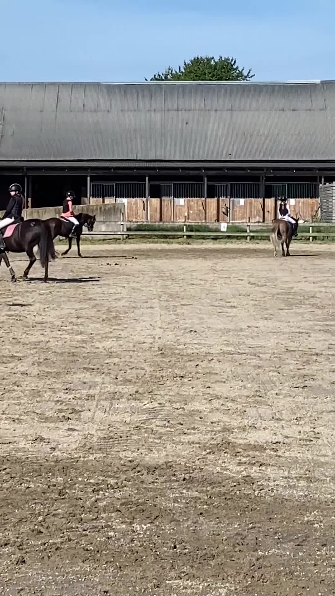 Allround hästar till salu: Fin B-ponny  - Video 3