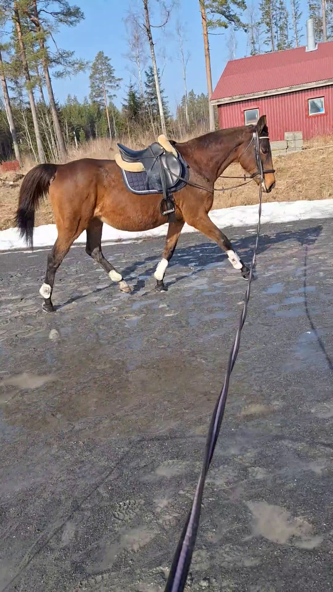 Avelshästar hästar till salu: Avel eller sällskap - Video 1