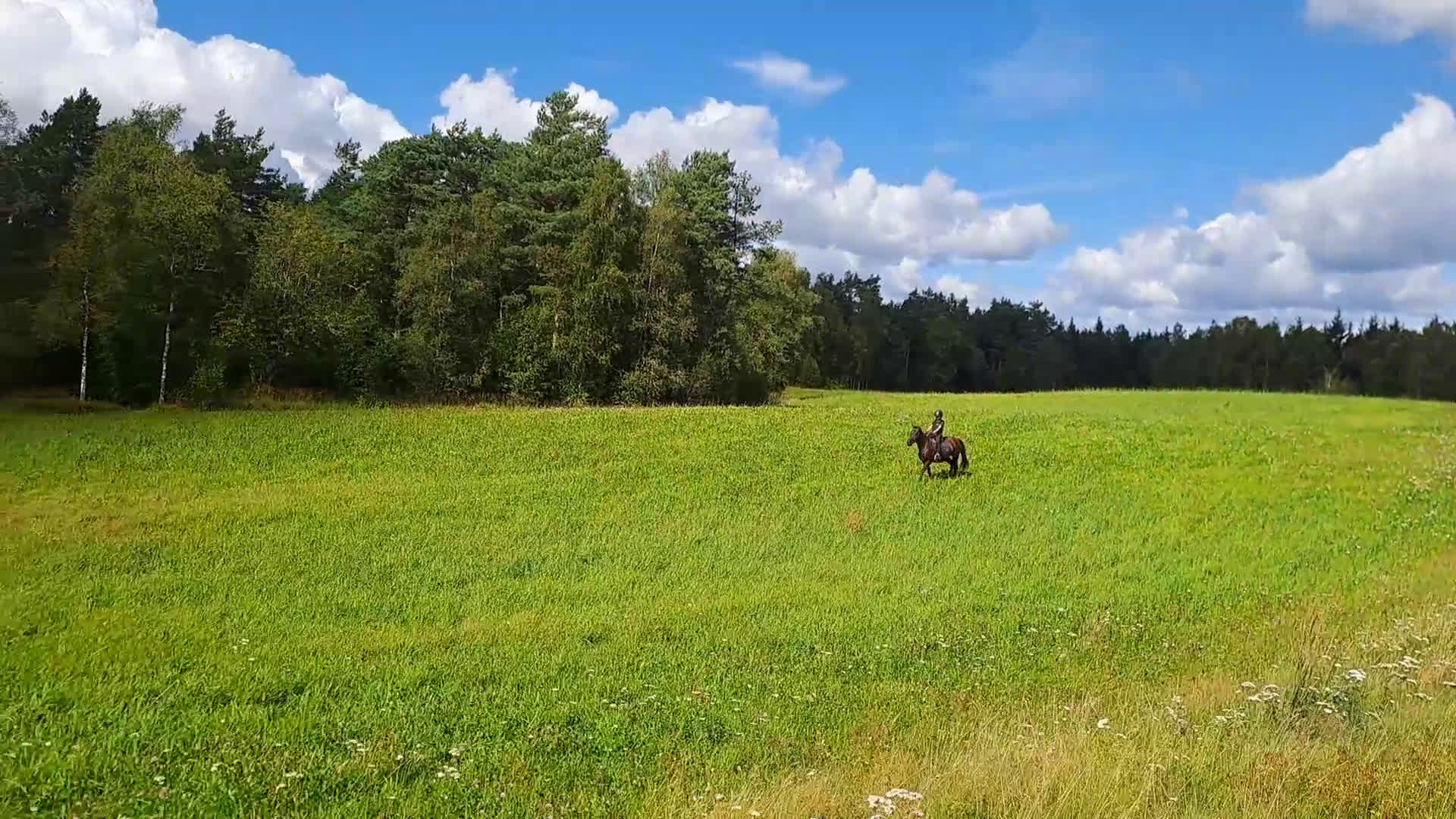 Allround hästar till salu: Svensk ridponny 19år - Video 2