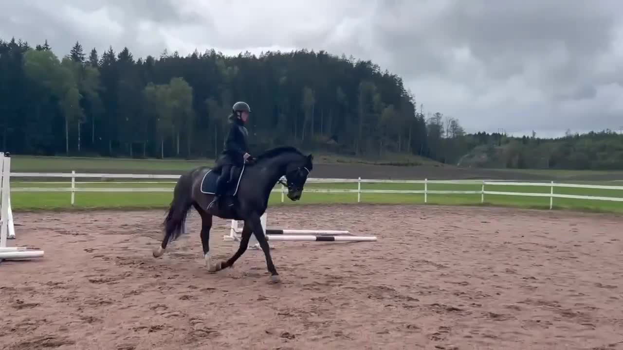 Allround hästar till salu:  Rätt Hem sökes - Video 2