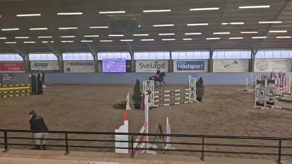 Allround hästar till salu: 🌟 Snäll valack 7 år 🌟 - Video 1