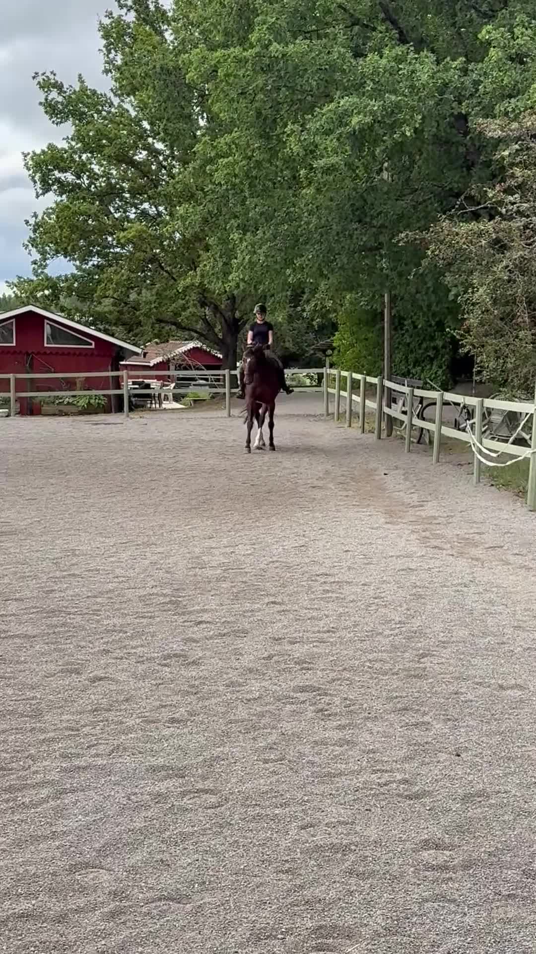 Dressyr hästar till salu: Härlig bästa vän till varierad ridning  - Video 2