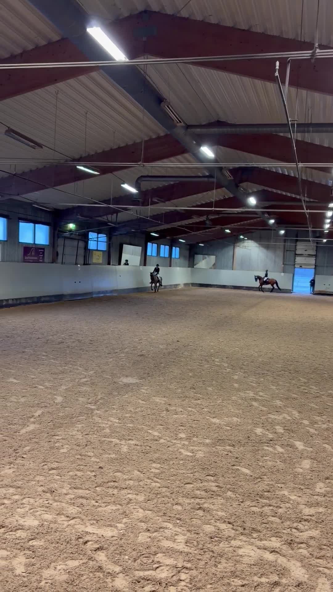 Dressyr hästar till salu:  Rocky – C-ponny med hjärtat på rätt ställe - Video 3