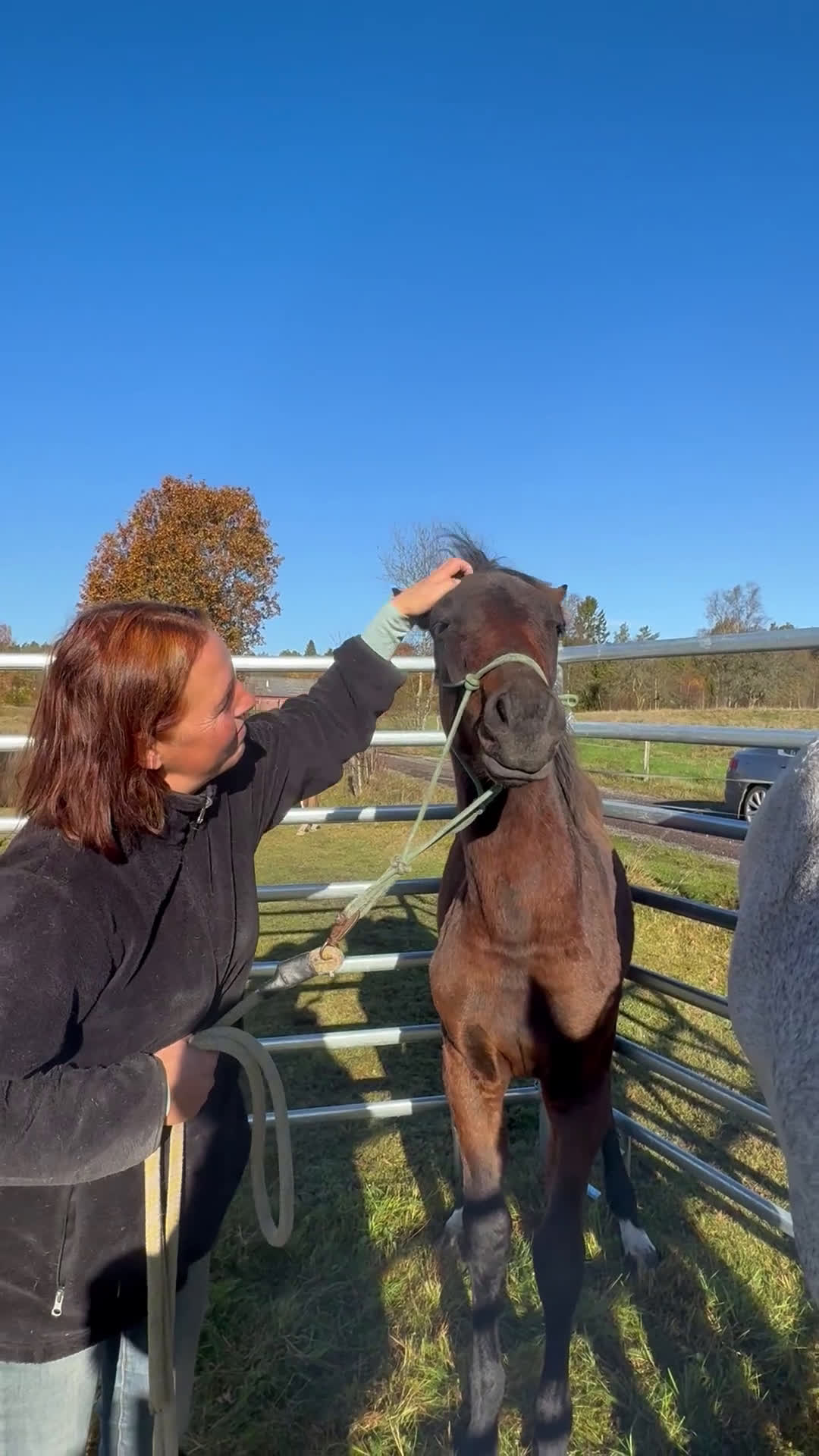 Allround hästar till salu: Exklusivt kvalitetsföl efter Hardrock Z ⭐️ i Ullared - Video 3