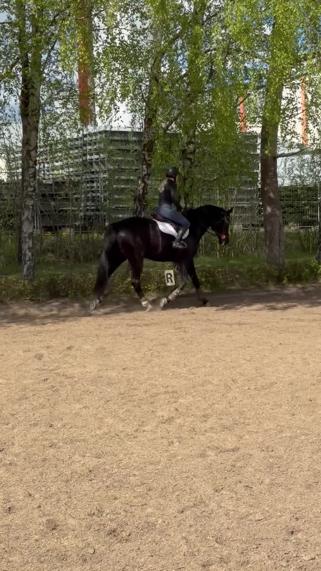 Allround hästar till salu: Lyxig hobbyhäst- bästa träningskompisen - Video 1