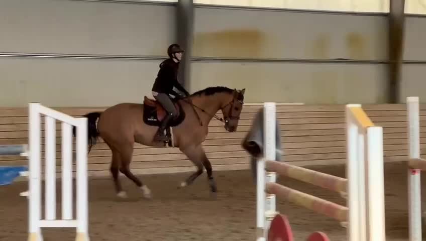 Hoppning hästar till salu: DV vallak fra 2019 efter Cantolar x Catoki - Video 2