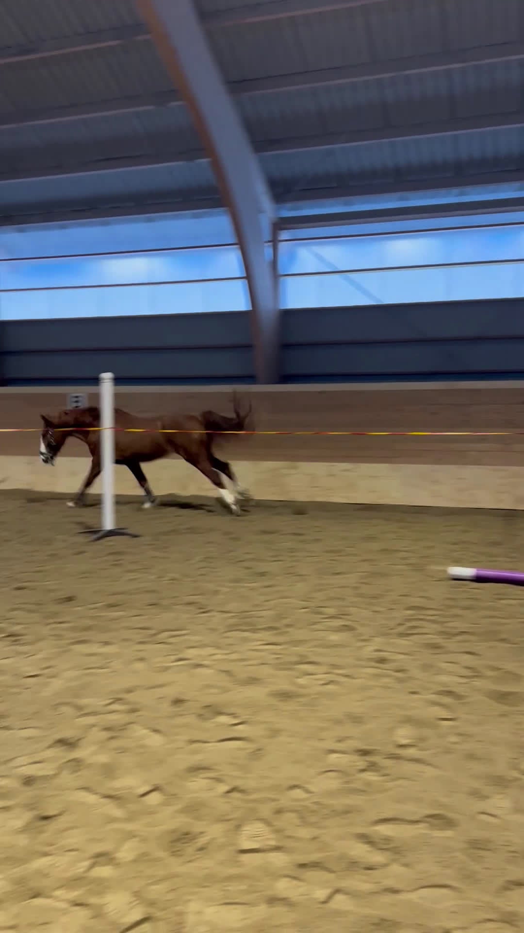 Dressyr hästar till salu: Fint ungsto efter Sibelius (SWB) i Sveg - Video 2