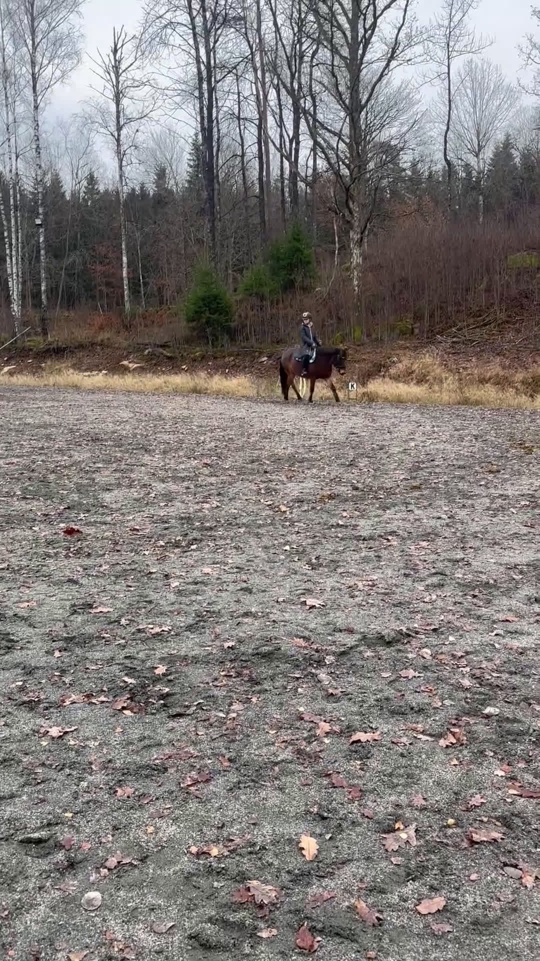 Allround hästar till salu: Skogsmulle  i Alingsås - Video 1