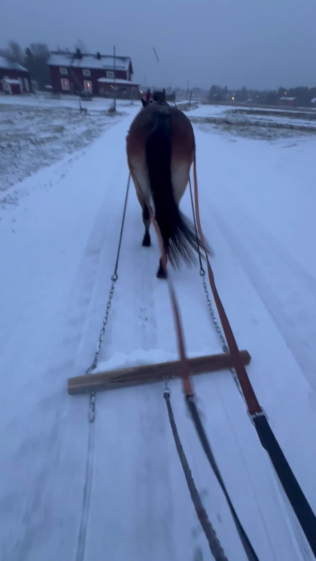 Allround hästar till salu: Allroundponny i Umeå - Video 4