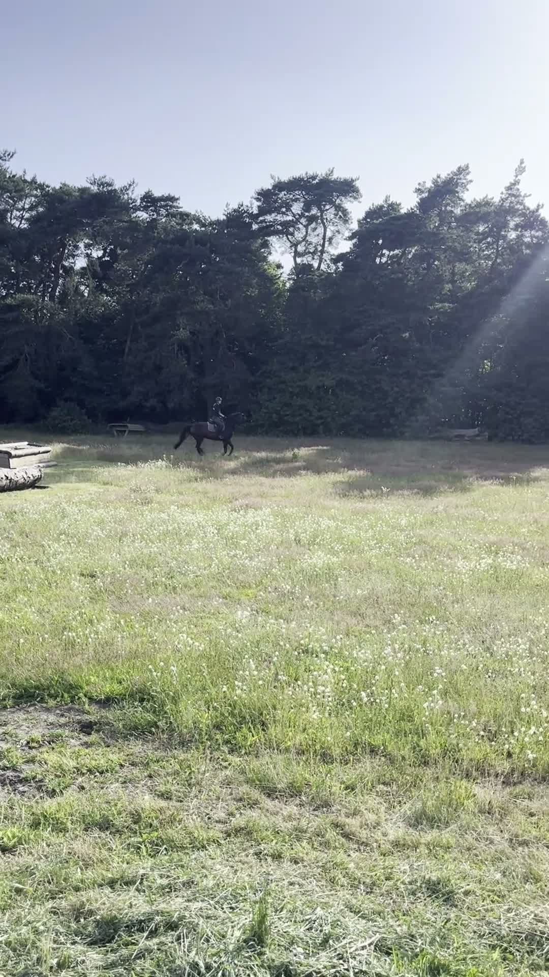 Hoppning hästar till salu: Bästa vän och tävlingshäst i Örebro - Video 4