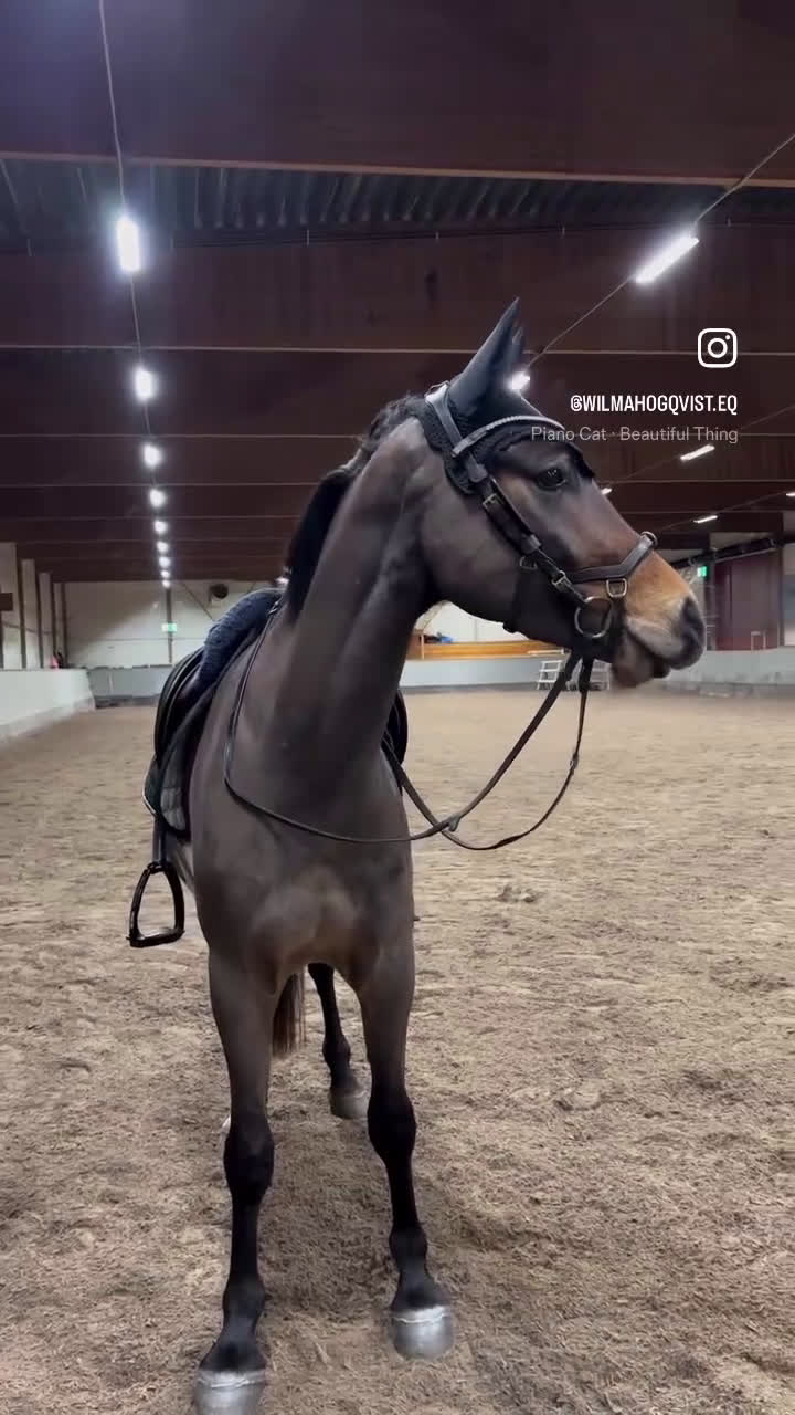 Allround hästar till salu: Kvick D-Ponny med framtidspotential i valfri gren! i Karlskoga - Video 2