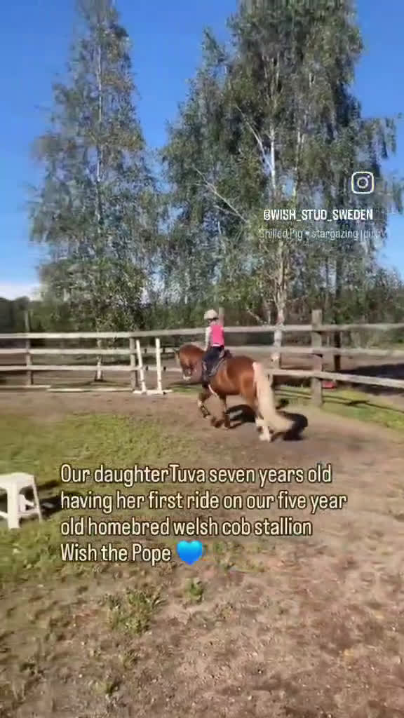 Allround hästar till salu: Trevlig Welsh Partbred säljes. - Video 1