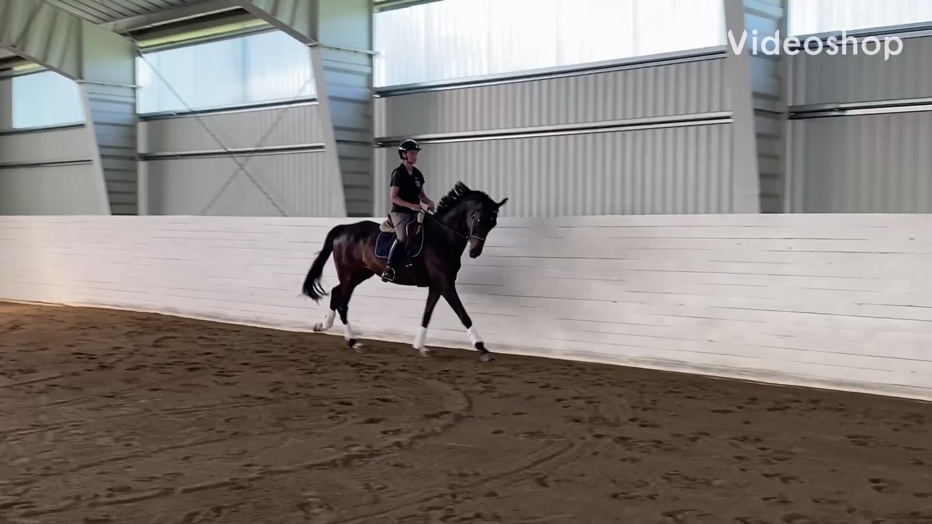 Dressyr hästar till salu: Välutbildad klasshäst! - Video 2