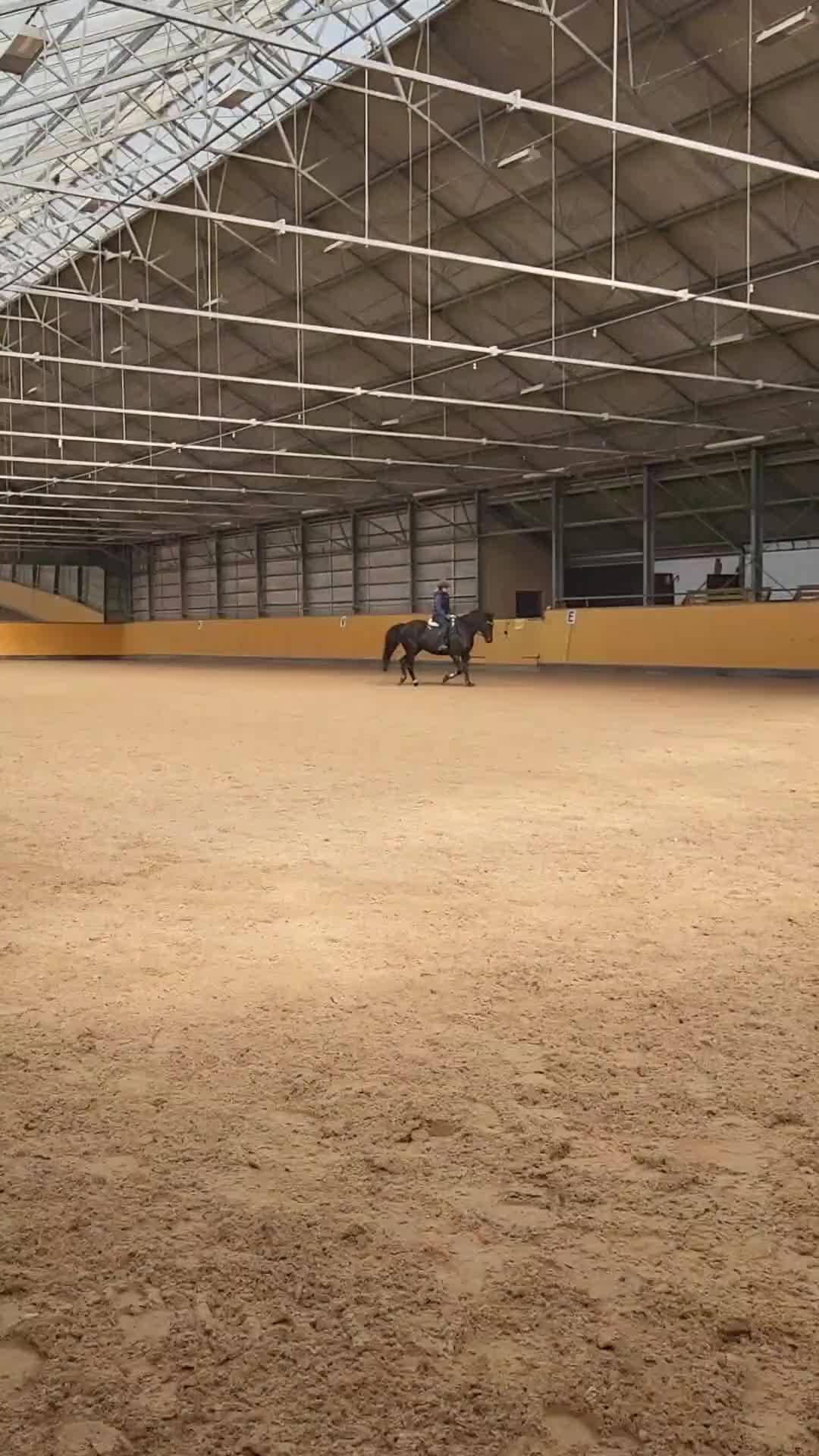 Allround hästar till salu: Tryggt, sött och snällt sto - Video 3