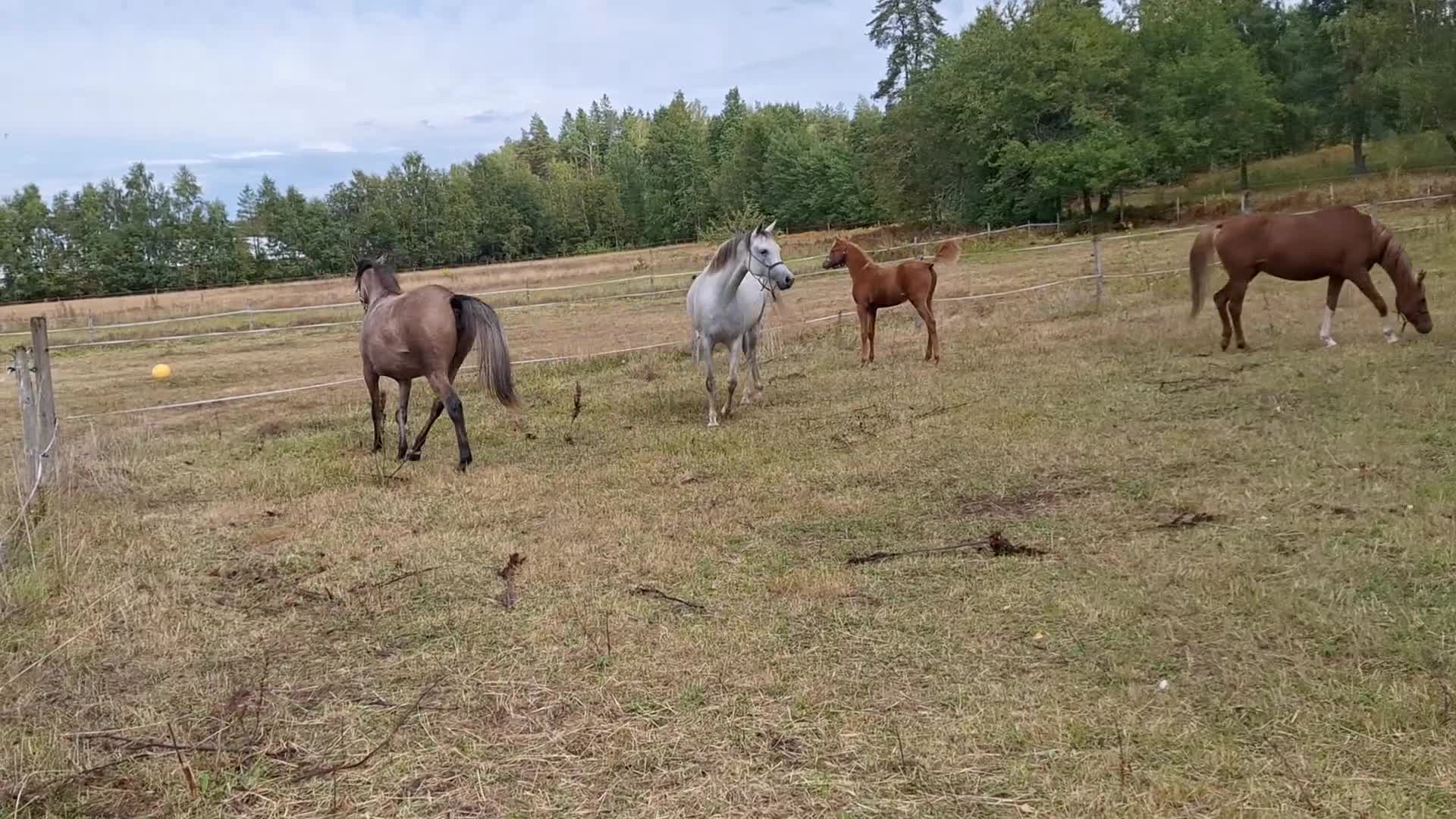 Allround hästar till salu: Flera ston och en hingst - Video 1