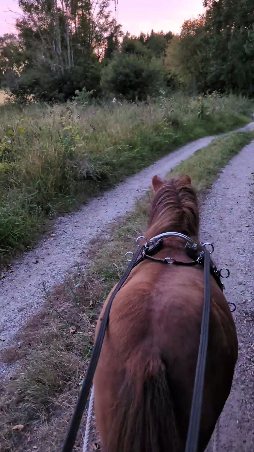 Allround hästar till salu: Ridet och kört sto+unghingstar  i Katrineholm - Video 1