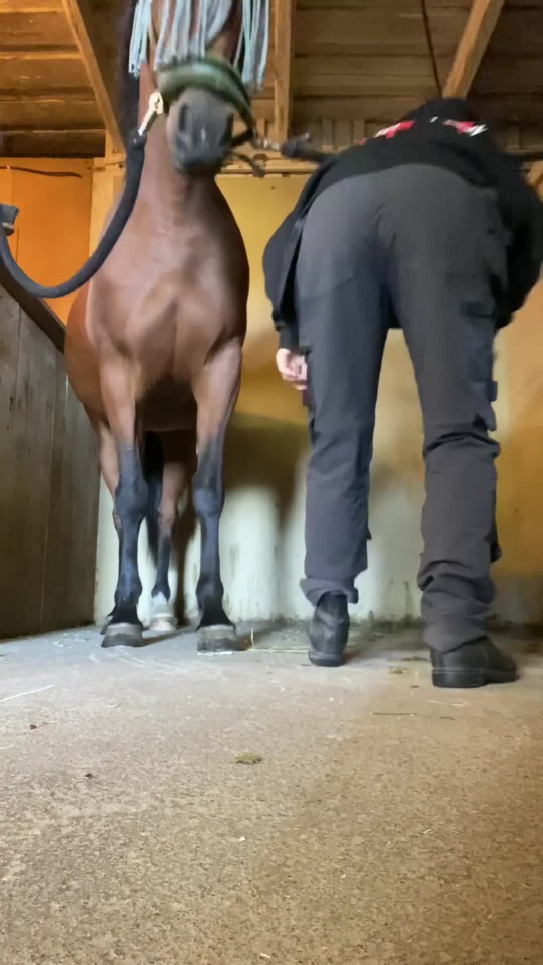 Övrigt hästar till salu: Vänligt och vackert travsto  - Video 1