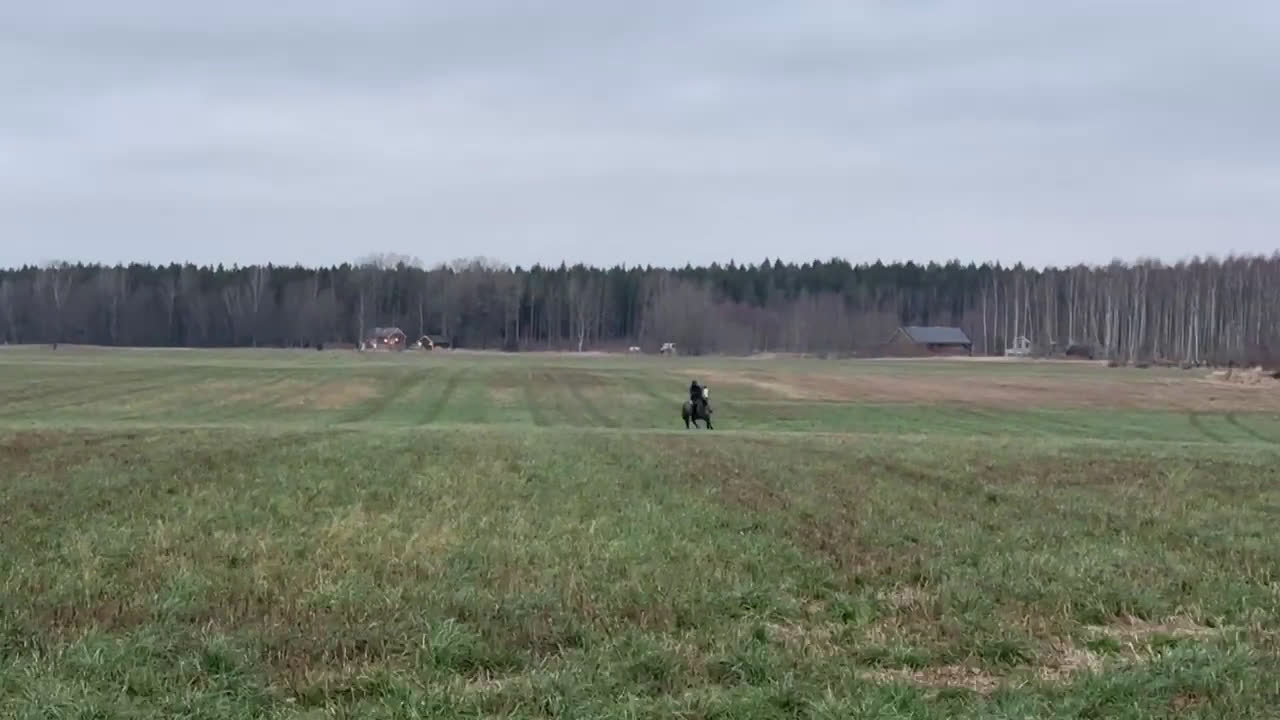 Allround hästar till salu: En riktigt prins  i Skara - Video 5