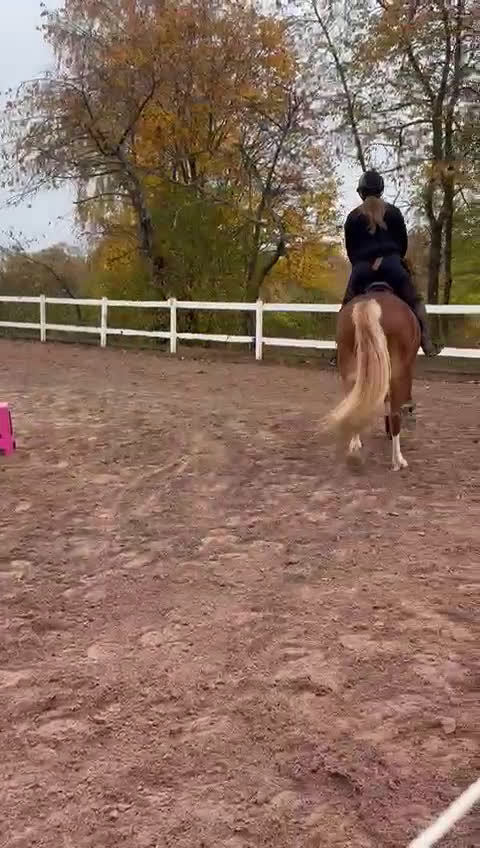 Allround hästar till salu: Lovande d-ponny - Video 3