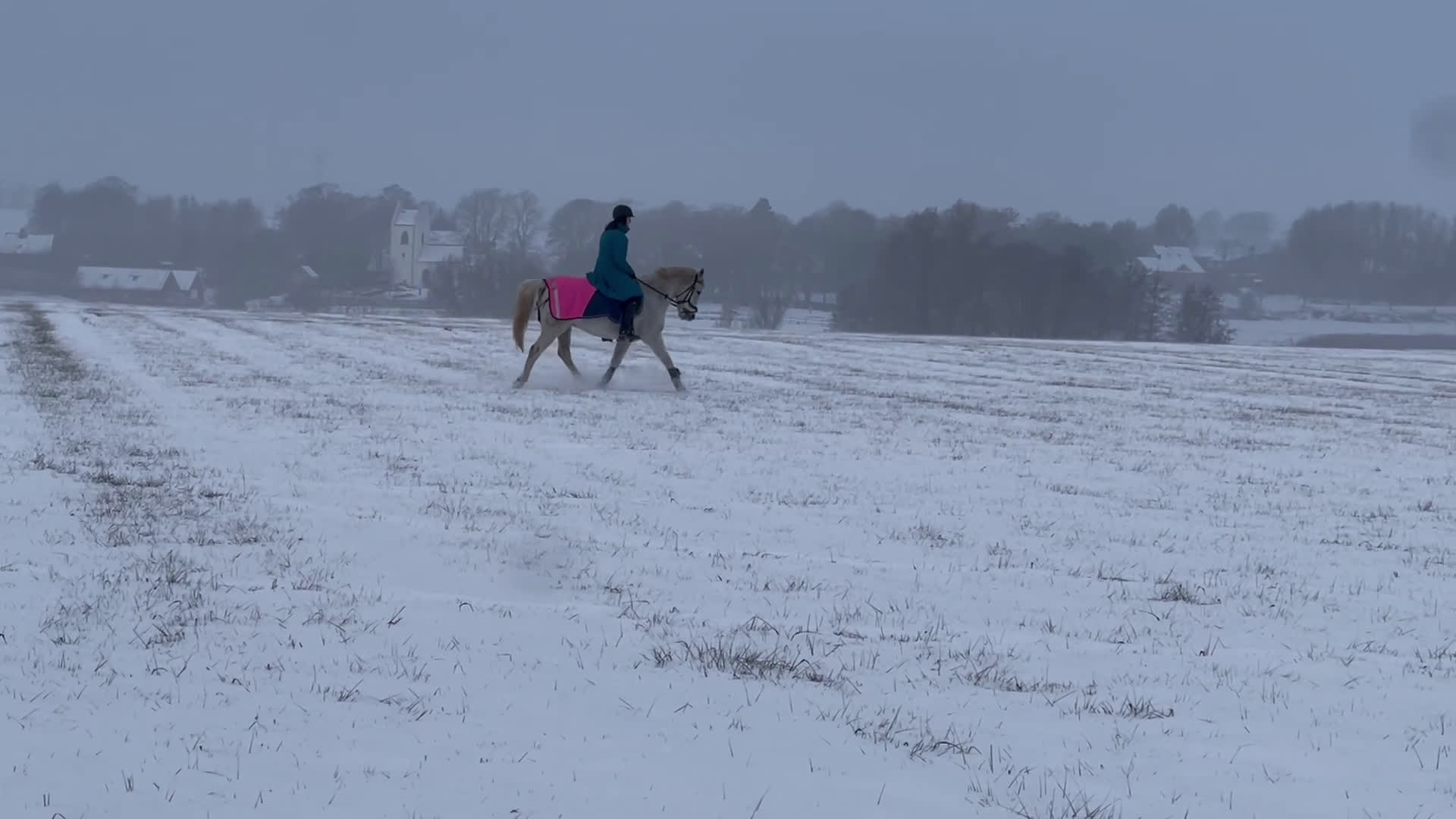 Dressyr hästar till salu:  Charming D-ponny i Furulund - Video 1