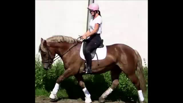 Allround hästar till salu: The best Mother & Daughter horse, dressage/jumping i Örsundsbro - Video 1
