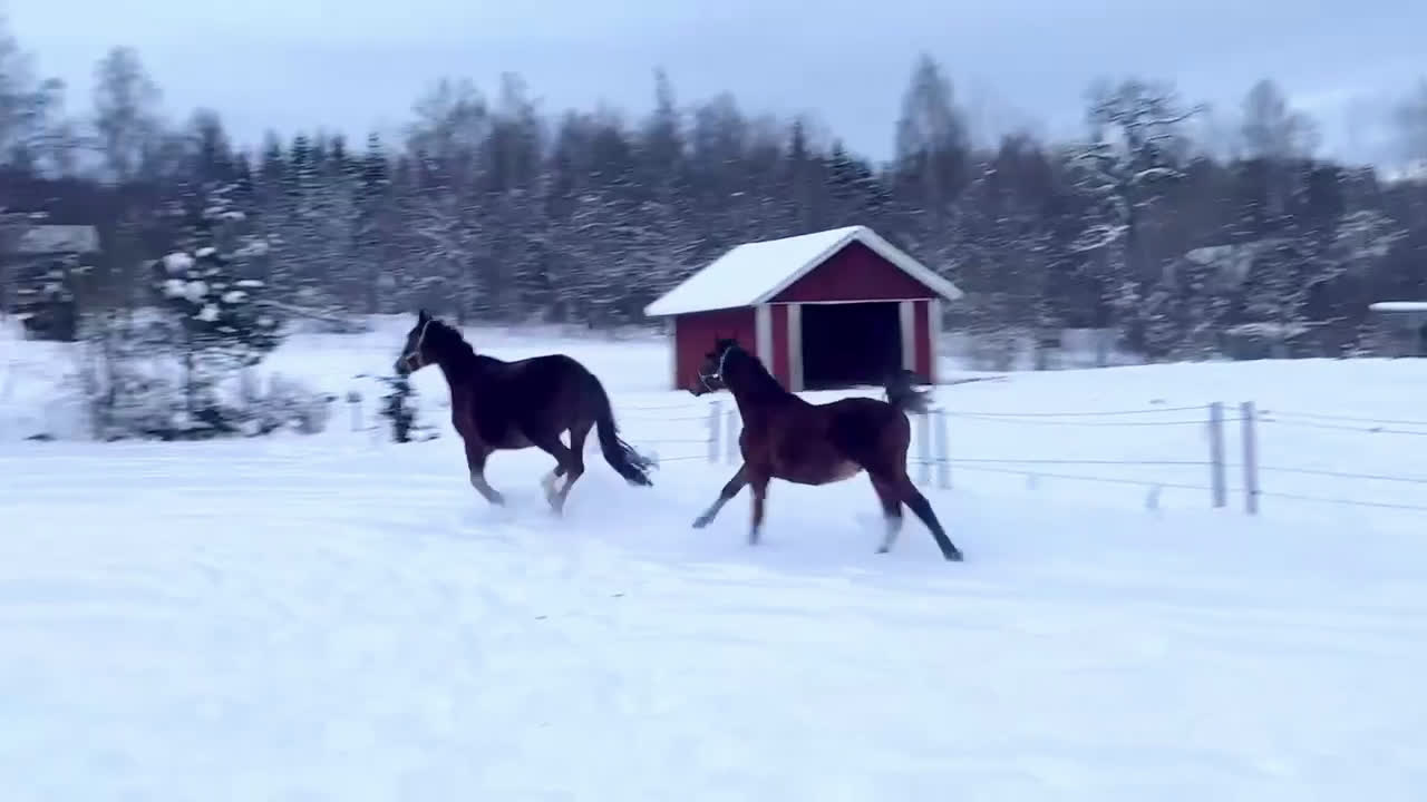 Dressyr hästar till salu: Trevlig kille för dressyrbanan  i Åseda - Video 2