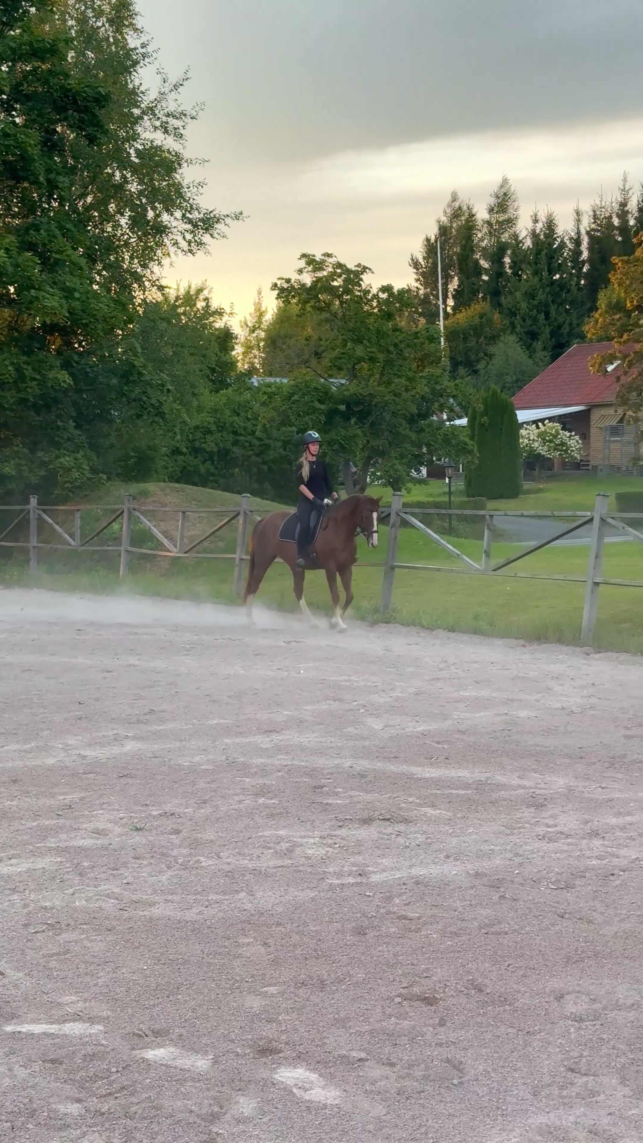 Allround hästar till salu: Framtida tävlingsponny  - Video 3