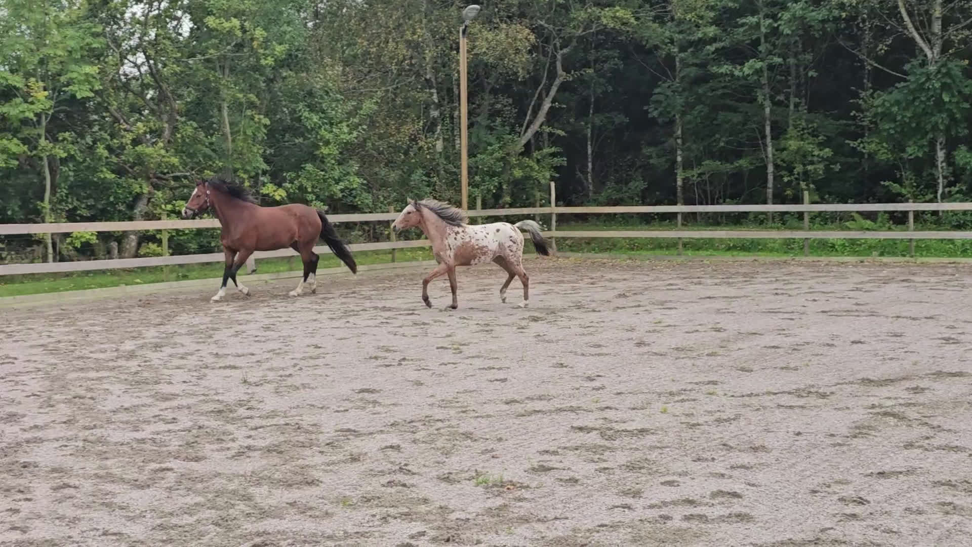 Allround hästar till salu: Sportponny ink inridning i Hörby - Video 2