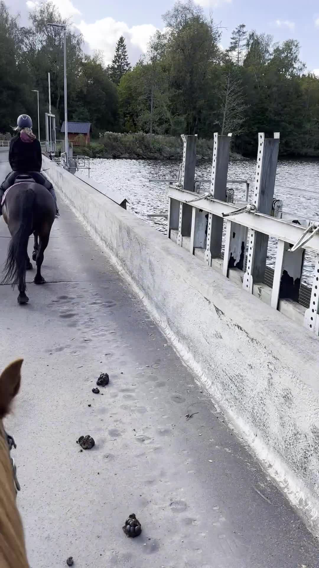 Sällskap hästar till salu: INTRESSEKOLL- världens snällaste valack - Video 1