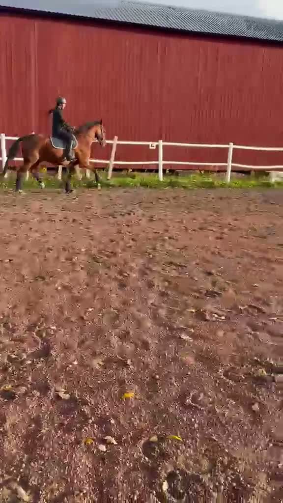 Allround hästar till salu: Lyxhäst för alla grenar🤩 - Video 2