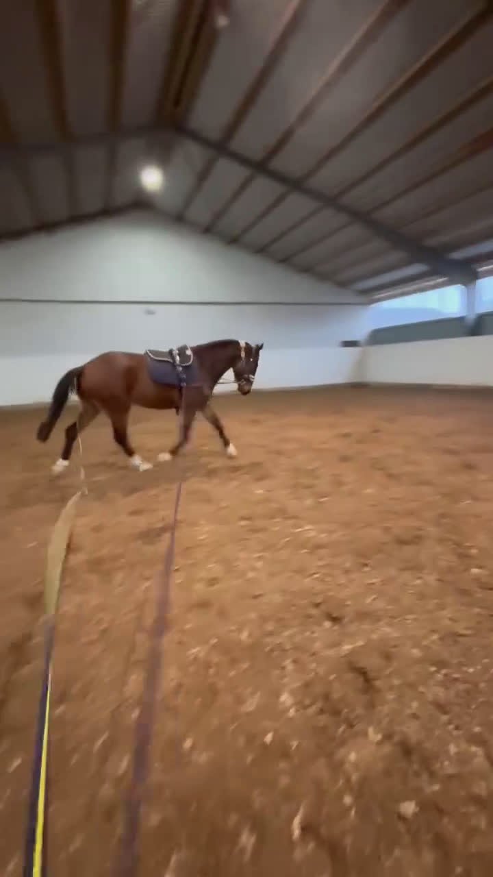 Allround hästar till salu: Supersnäll unghäst i Trelleborg - Video 4