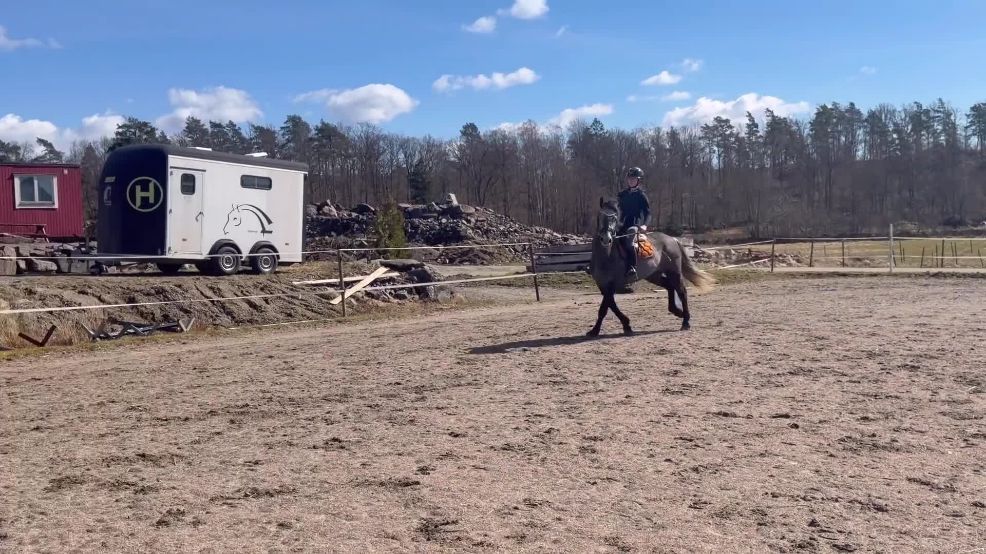 Allround hästar till salu: Valack med potential - Video 2