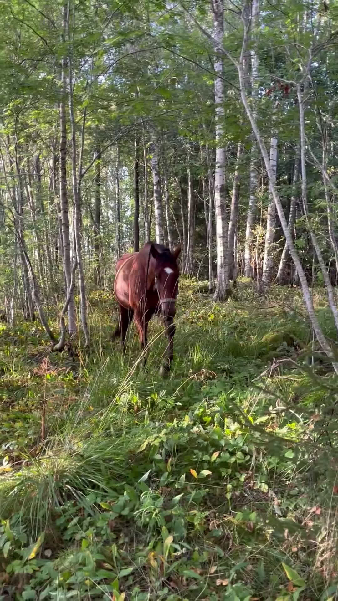 Allround hästar till salu: Ridtravare för hobbyridning i Storfors - Video 2