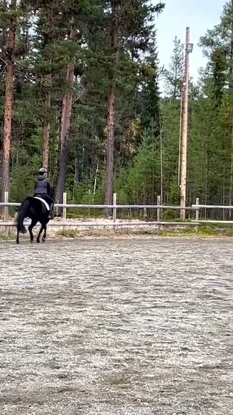 Allround hästar till salu: 🌟Vacker d-ponny🌟 - Video 4