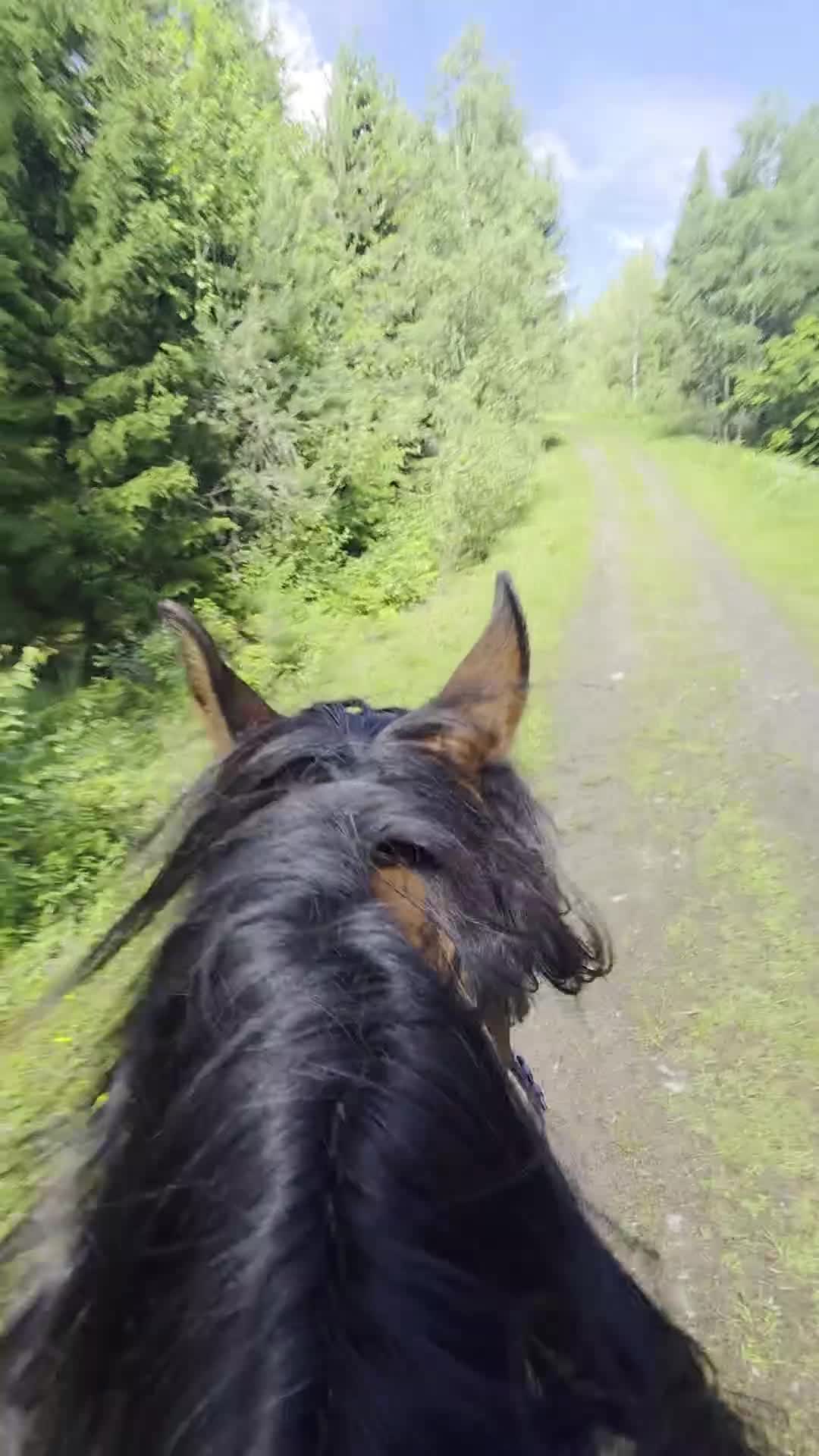 Allround hästar till salu: Fullblodsarab - Video 3