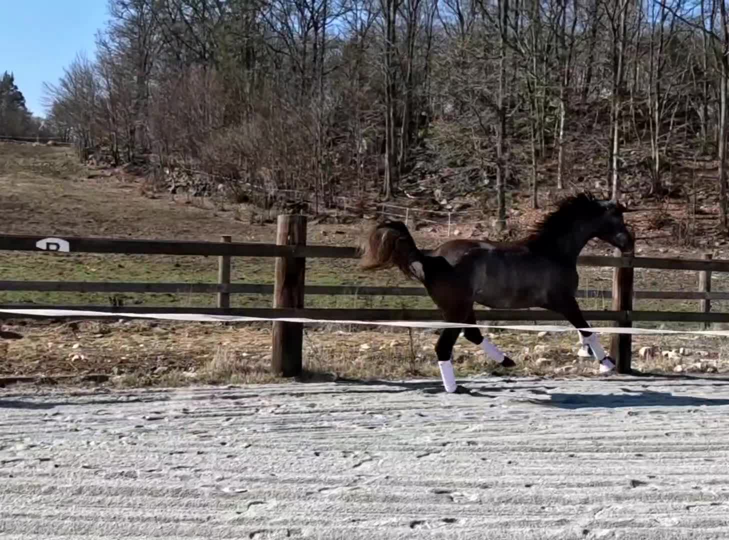 Dressyr hästar till salu: Blivande stjärna  - Video 1