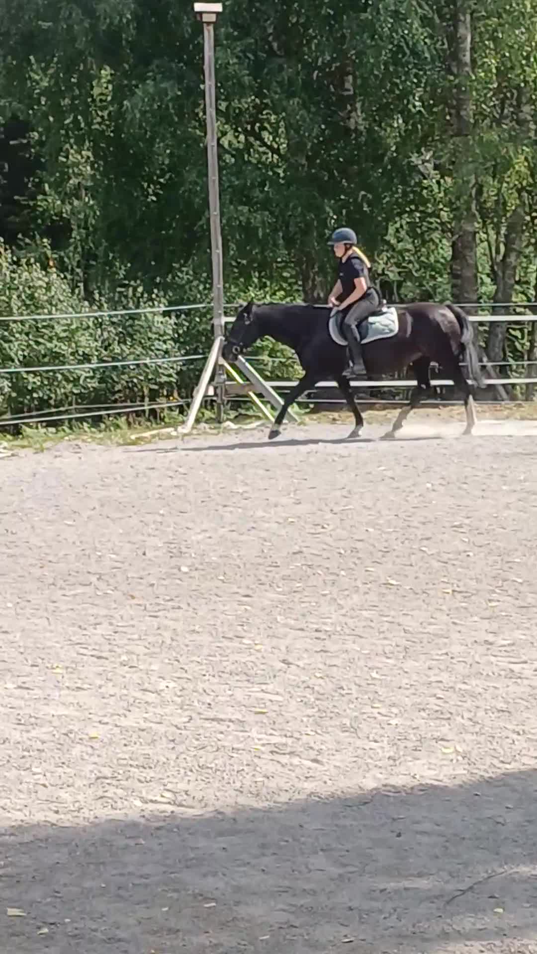 Allround hästar till salu: Snäll och trygg bästa vän - Video 3