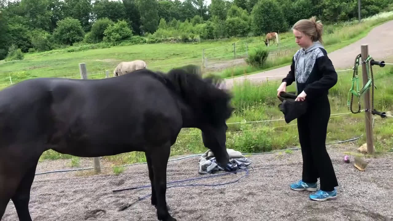 Sällskap hästar till salu: Två Solstrålar som sällskap/ ev hobbyridning i Laholm - Video 4