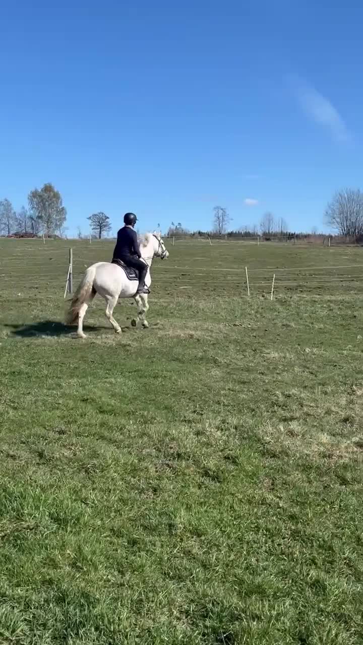 Sällskap hästar till salu: Fantastisk fin & trevlig Mor-dotter ponny ❤️ - Video 1