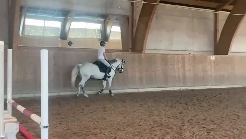 Hoppning hästar till salu: Piggt D ponny sto - Video 2