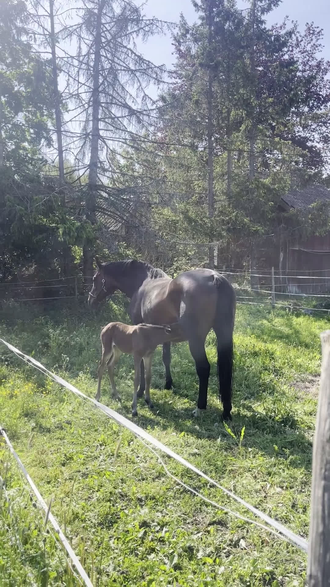 Avelshästar hästar till salu: Fantastiskt fint avelssto - Video 1