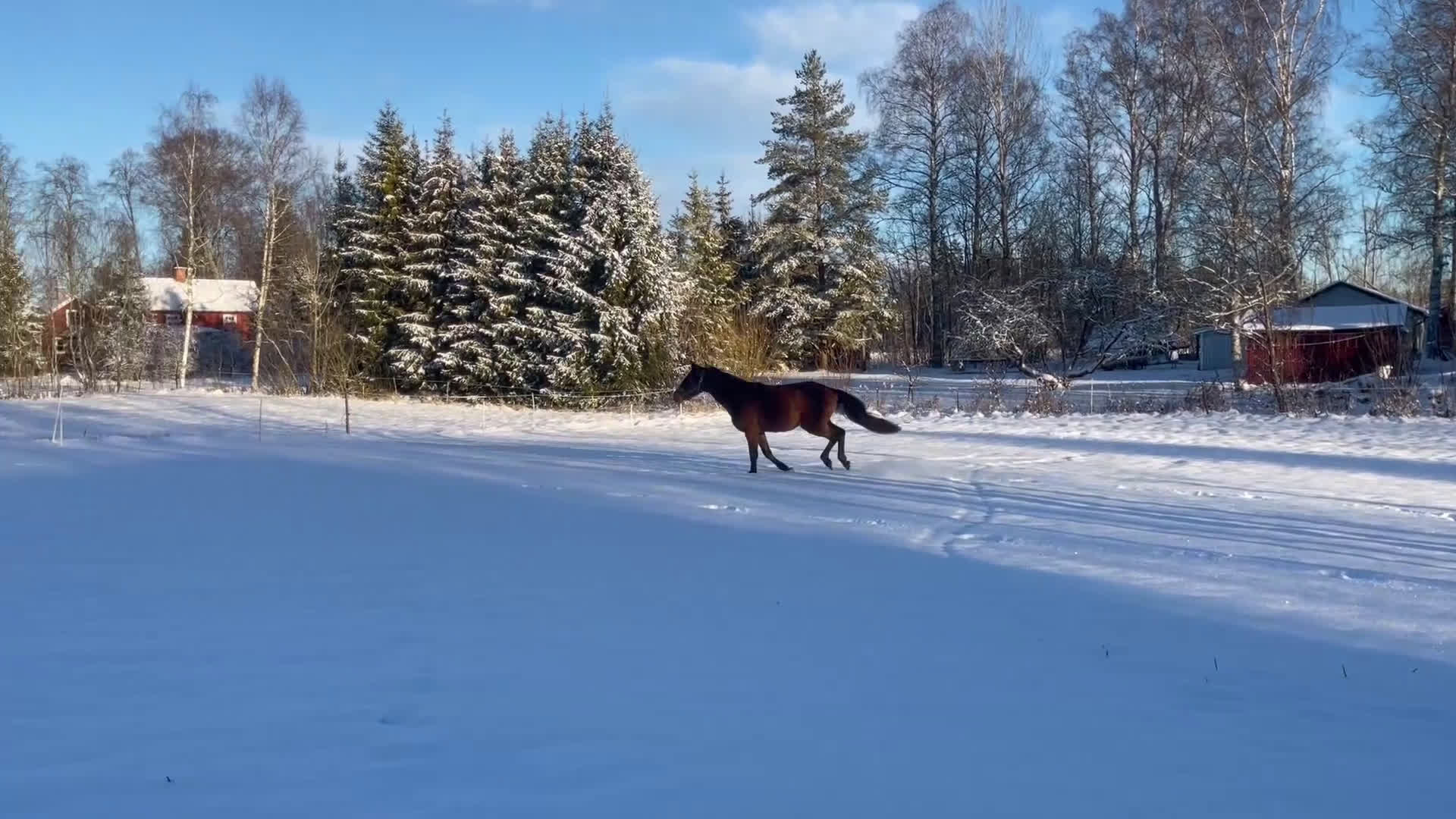 Allround hästar till salu: Hoppämne!  i Vingåker - Video 3