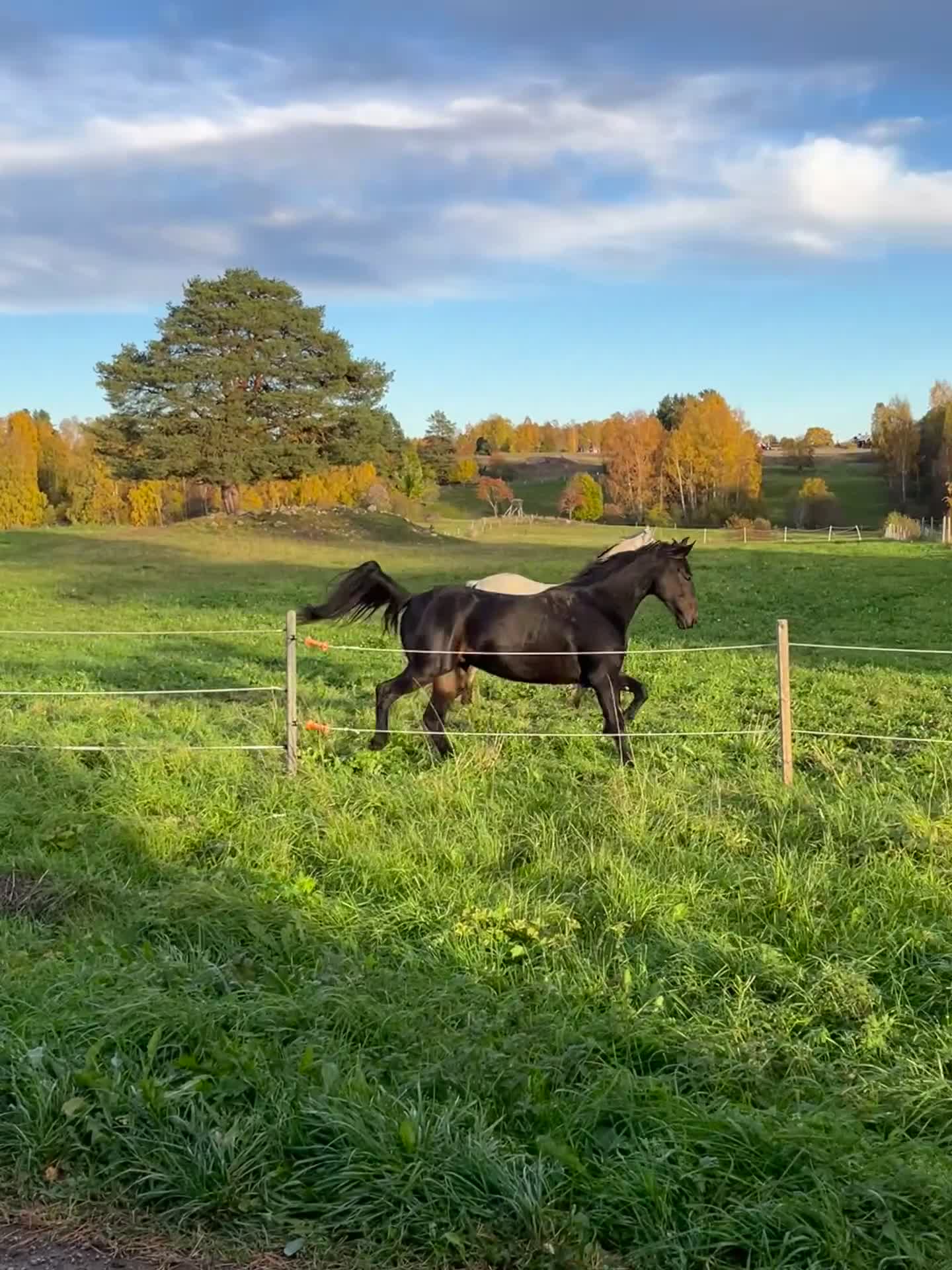 Allround hästar till salu: Din skogsmullekompis?  - Video 2