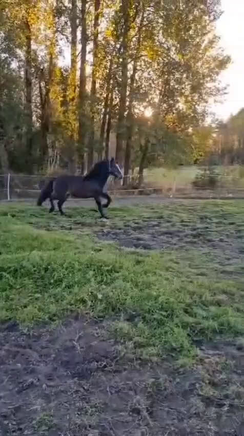 Trav hästar till salu: Kallblod 4 år - Video 3
