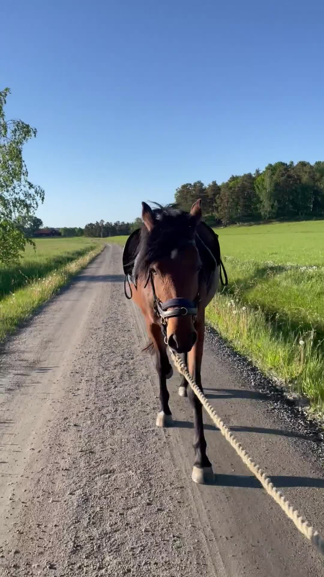 Allround hästar till salu: Trevlig o trygg 3-åring - Video 1