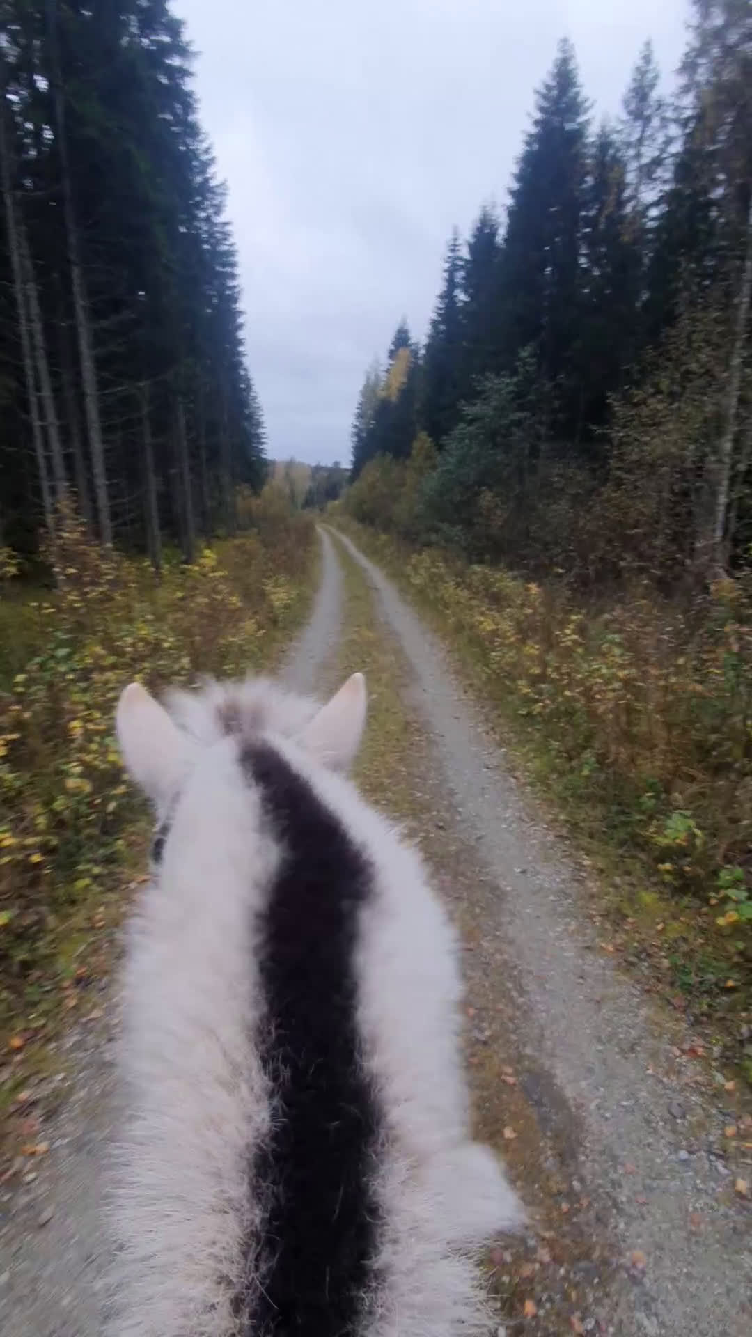 Allround hästar till salu: vitblack åring - Video 2